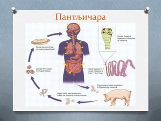Пантљичара
 