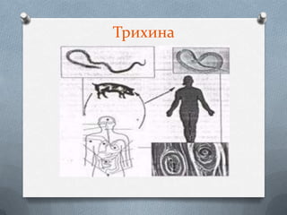 Трихина
 