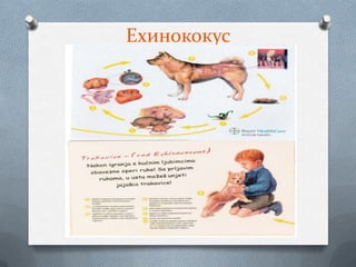 Ехинококус
 