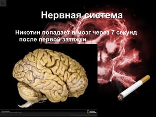 Нервная система Никотин попадает в мозг через 7 секунд после первой затяжки. 
