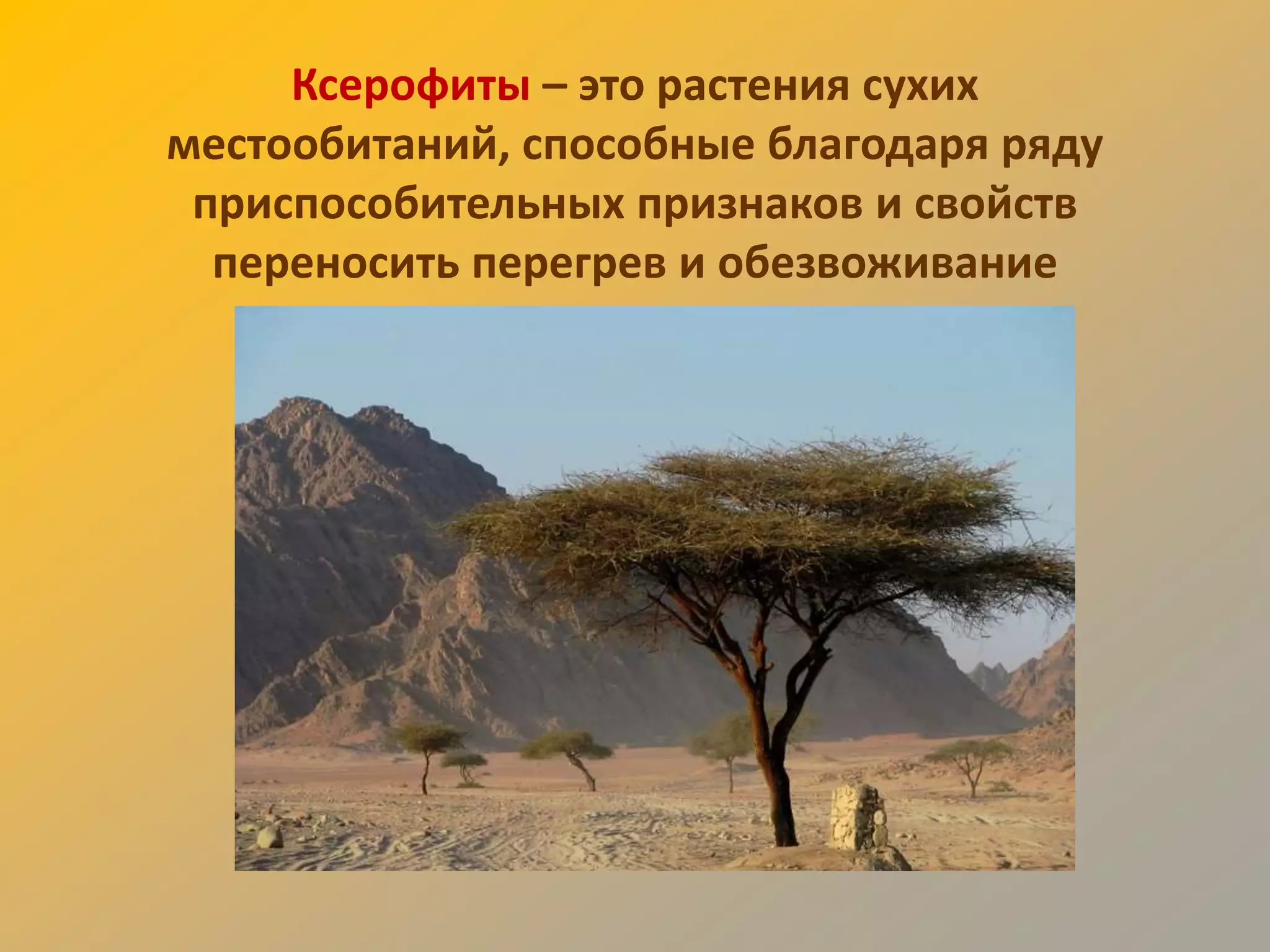 Ксерофиты – это растения сухих
местообитаний, способные благодаря ряду
 приспособительных признаков и свойств
  переносить перегрев и обезвоживание
 