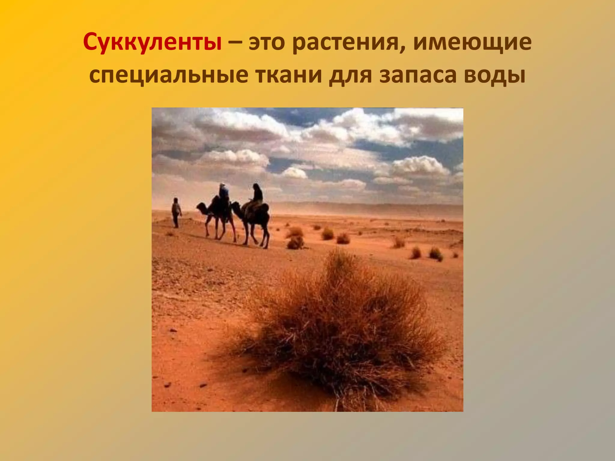 Суккуленты – это растения, имеющие
специальные ткани для запаса воды
 