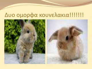 Δυο ομορφα κουνελακια!!!!!!!
 