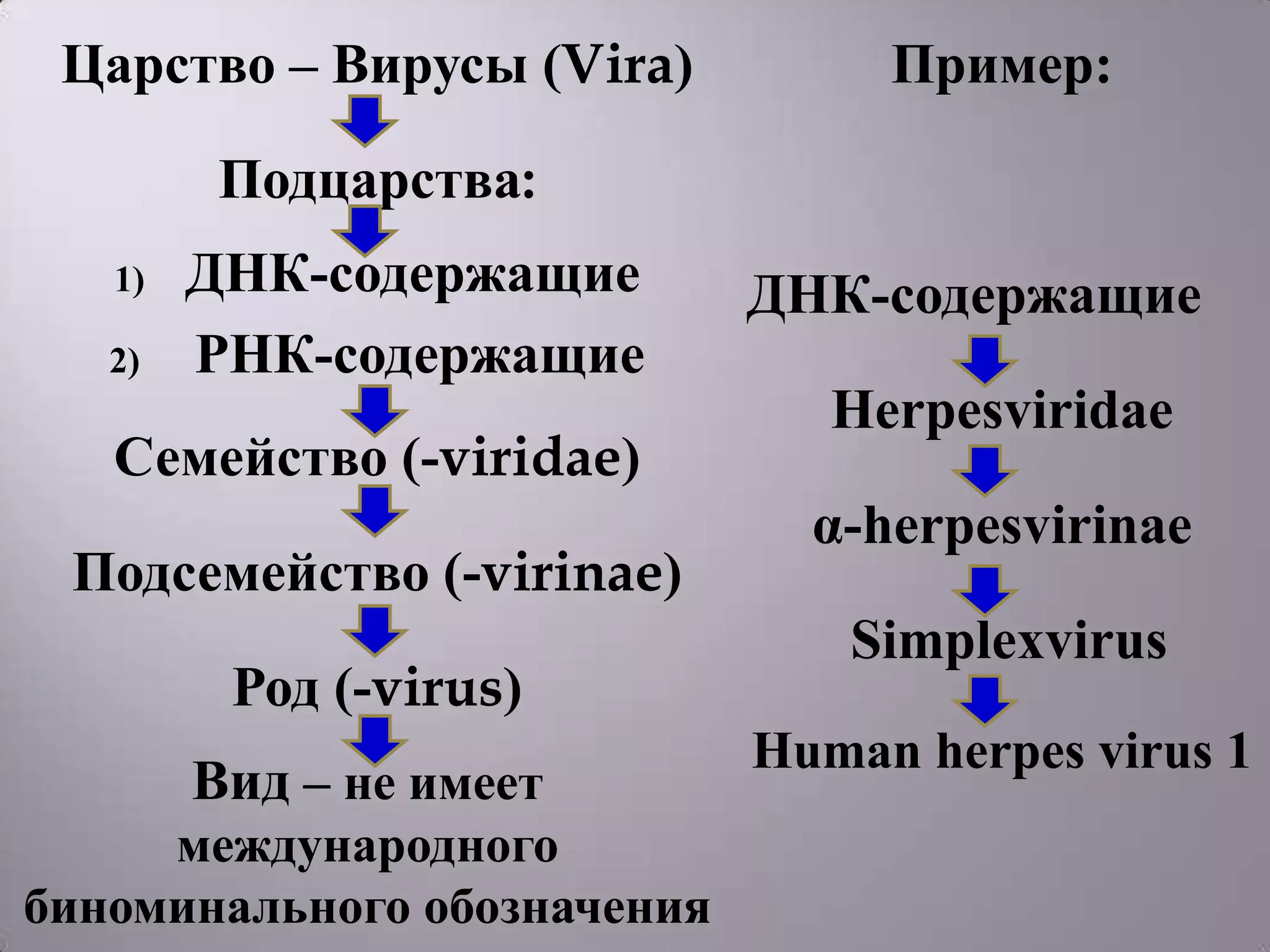 Царство – Вирусы (Vira)          Пример:

         Подцарства:
   1)   ДНК-содержащие       ДНК-содержащие
   2)   РНК-содержащие
                                Herpesviridae
   Семейство (-viridae)
                               α-herpesvirinae
 Подсемейство (-virinae)
                                Simplexvirus
         Род (-virus)
                             Human herpes virus 1
        Вид – не имеет
     международного
биноминального обозначения
 