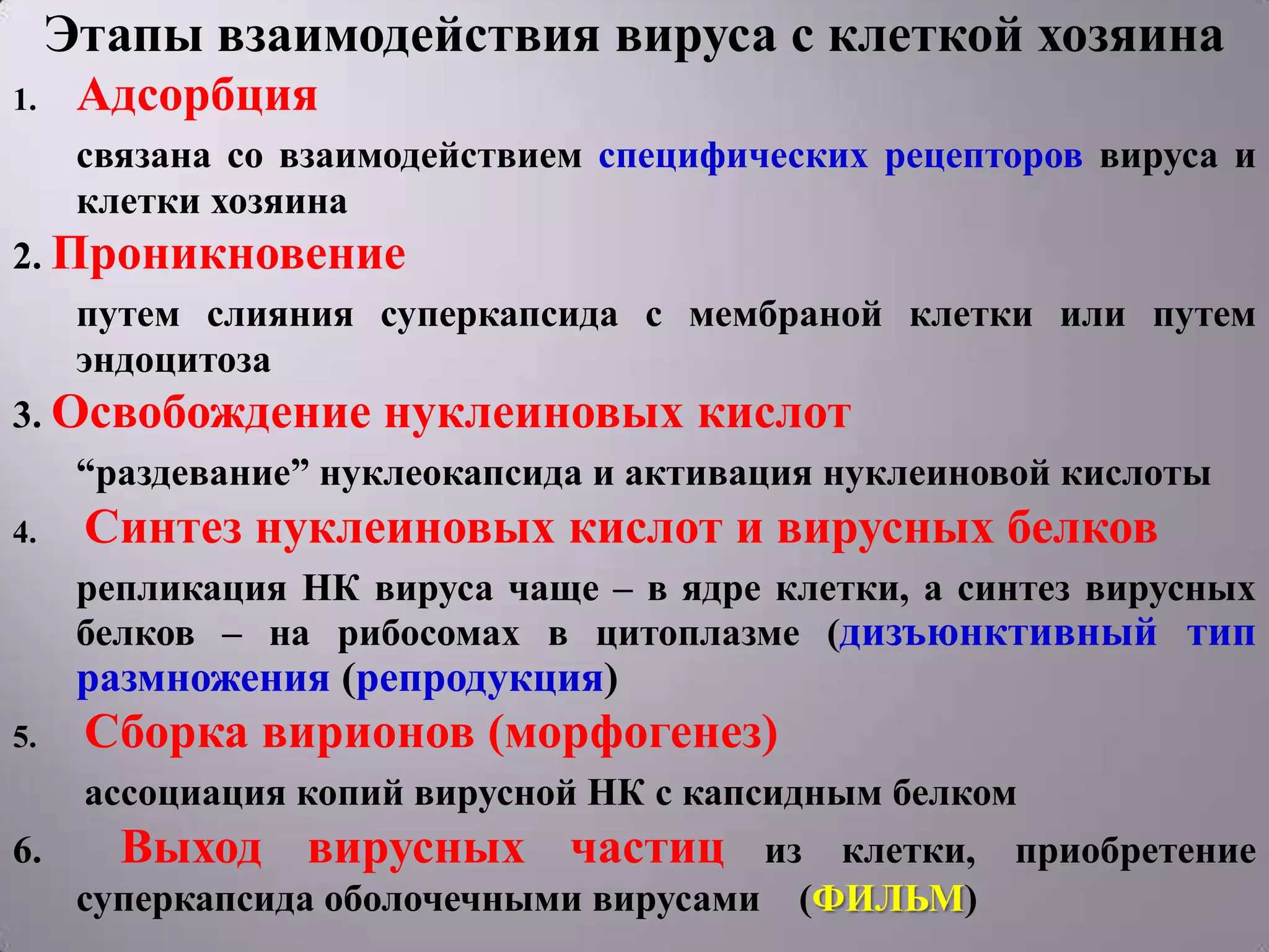 Этапы взаимодействия вируса с клеткой хозяина
1.    Адсорбция
      связана со взаимодействием специфических рецепторов вируса и
      клетки хозяина
2. Проникновение
    путем слияния суперкапсида с мембраной клетки или путем
    эндоцитоза
3. Освобождение нуклеиновых кислот
    ―раздевание‖ нуклеокапсида и активация нуклеиновой кислоты
4.    Синтез нуклеиновых кислот и вирусных белков
      репликация НК вируса чаще – в ядре клетки, а синтез вирусных
      белков – на рибосомах в цитоплазме (дизъюнктивный тип
      размножения (репродукция)
5.    Сборка вирионов (морфогенез)
   ассоциация копий вирусной НК с капсидным белком
6.   Выход вирусных частиц из клетки, приобретение
   суперкапсида оболочечными вирусами (ФИЛЬМ)
 