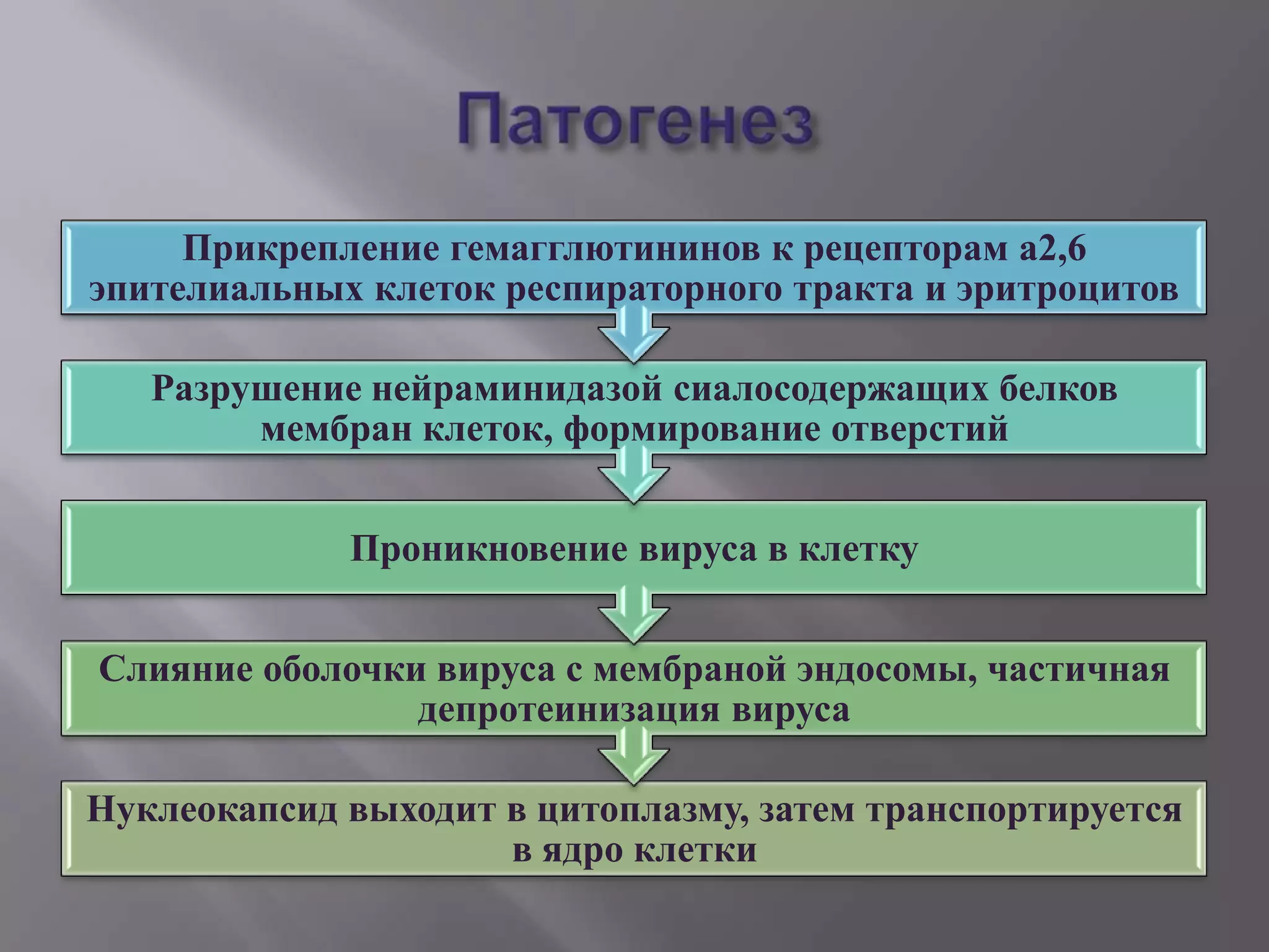 Прикрепление гемагглютининов к рецепторам а2,6
эпителиальных клеток респираторного тракта и эритроцитов

   Разрушение нейраминидазой сиалосодержащих белков
        мембран клеток, формирование отверстий


             Проникновение вируса в клетку


Слияние оболочки вируса с мембраной эндосомы, частичная
                депротеинизация вируса

Нуклеокапсид выходит в цитоплазму, затем транспортируется
                     в ядро клетки
 