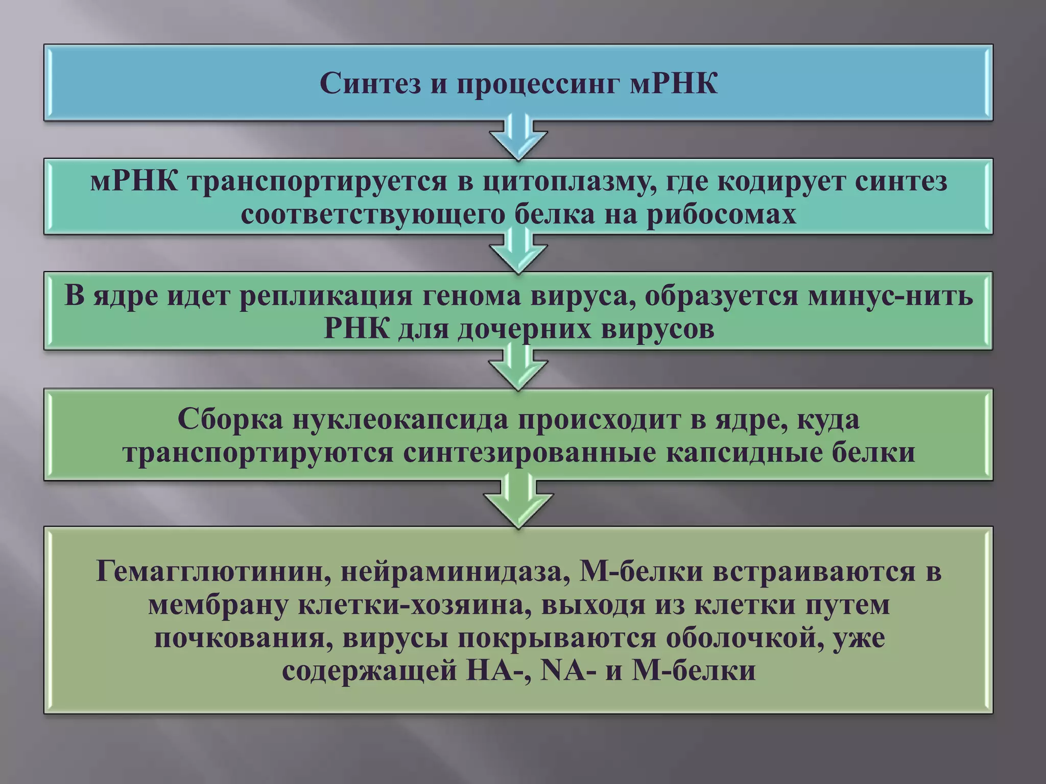 Синтез и процессинг мРНК


 мРНК транспортируется в цитоплазму, где кодирует синтез
         соответствующего белка на рибосомах

В ядре идет репликация генома вируса, образуется минус-нить
                 РНК для дочерних вирусов

      Сборка нуклеокапсида происходит в ядре, куда
   транспортируются синтезированные капсидные белки


  Гемагглютинин, нейраминидаза, М-белки встраиваются в
     мембрану клетки-хозяина, выходя из клетки путем
     почкования, вирусы покрываются оболочкой, уже
             содержащей НА-, NA- и М-белки
 