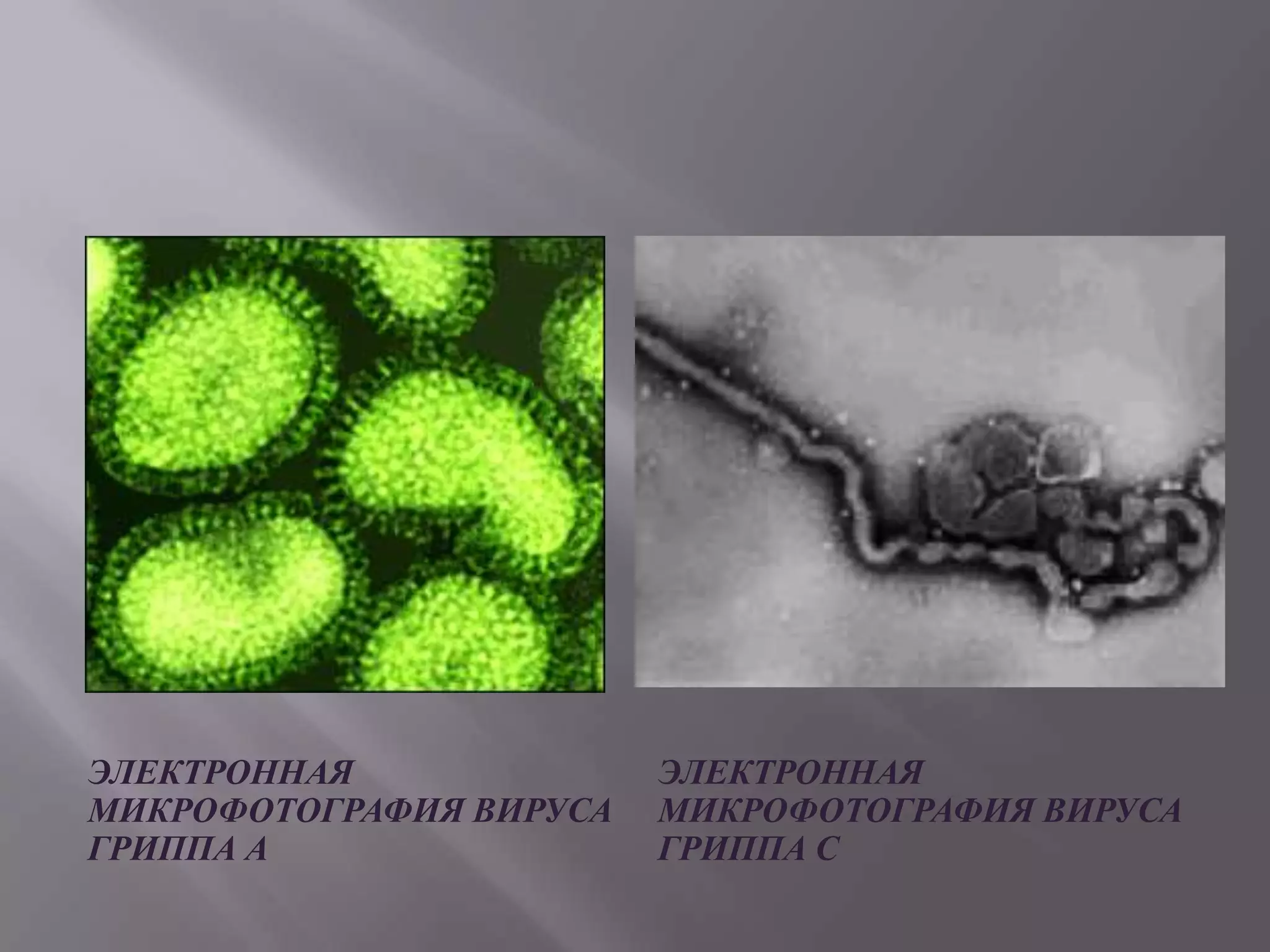 ЭЛЕКТРОННАЯ              ЭЛЕКТРОННАЯ
МИКРОФОТОГРАФИЯ ВИРУСА   МИКРОФОТОГРАФИЯ ВИРУСА
ГРИППА А                 ГРИППА С
 