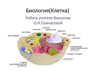 Биология(Клетка)
Работа учителя биологии
    О.Н.Семчаговой
 