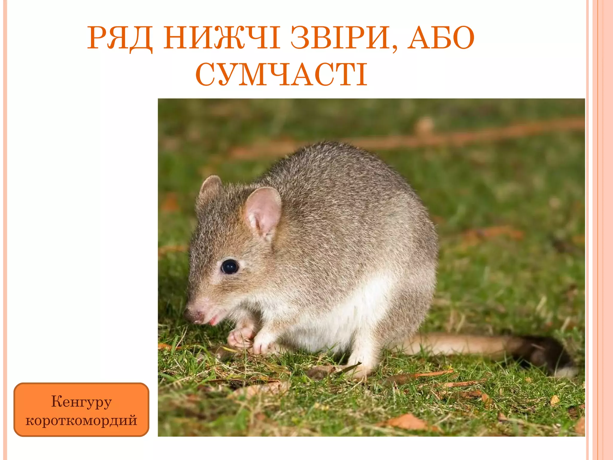РЯД НИЖЧІ ЗВІРИ, АБО СУМЧАСТІ Кенгуру короткомордий 