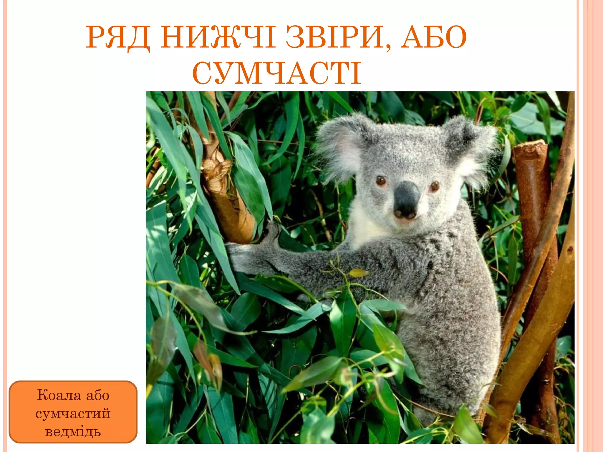 РЯД НИЖЧІ ЗВІРИ, АБО СУМЧАСТІ Коала або сумчастий ведмідь 