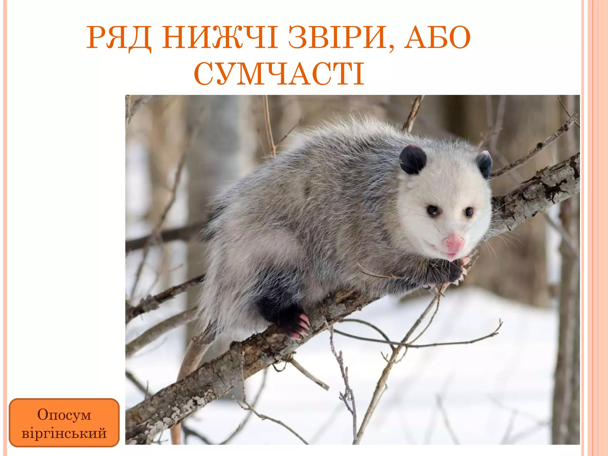 РЯД НИЖЧІ ЗВІРИ, АБО СУМЧАСТІ Опосум віргінський 
