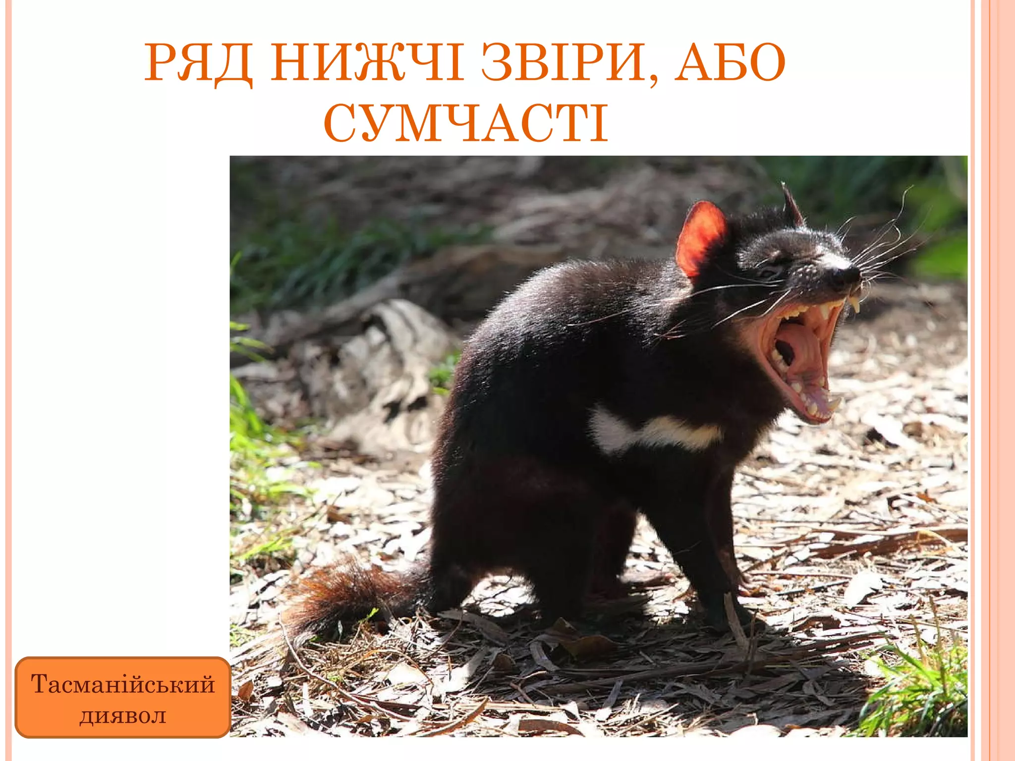 РЯД НИЖЧІ ЗВІРИ, АБО СУМЧАСТІ Тасманійський диявол 