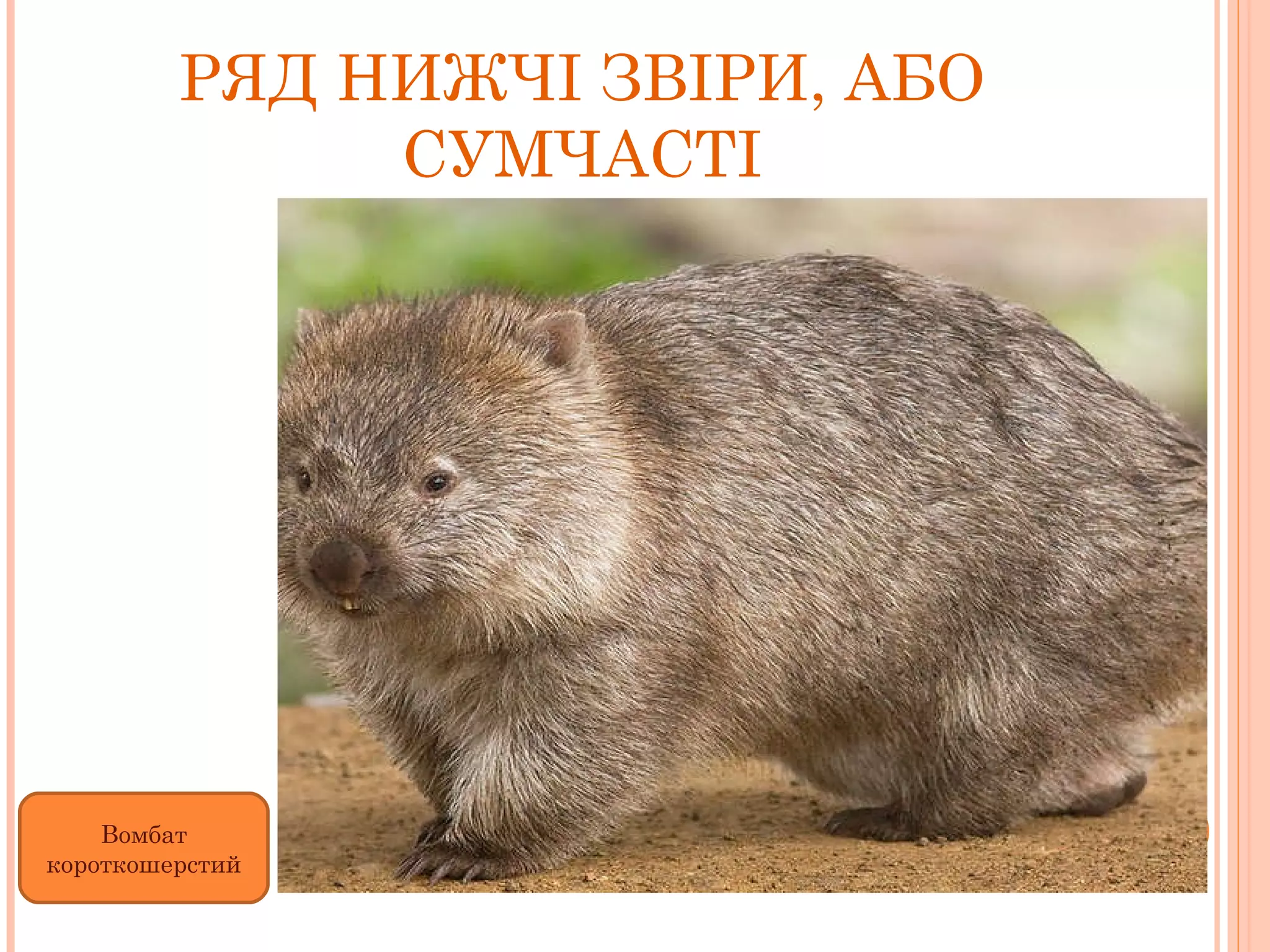 РЯД НИЖЧІ ЗВІРИ, АБО СУМЧАСТІ Вомбат короткошерстий 