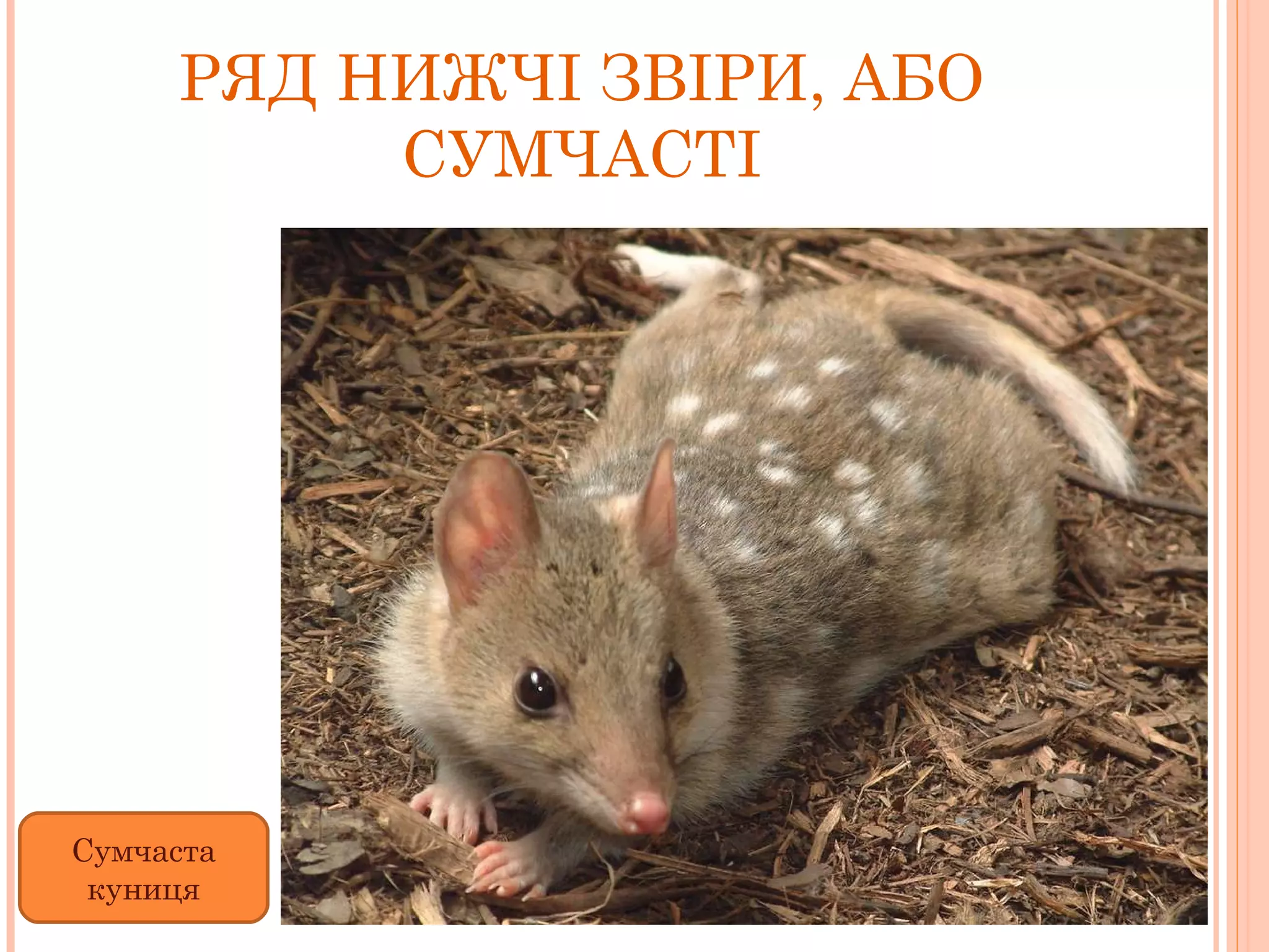 РЯД НИЖЧІ ЗВІРИ, АБО СУМЧАСТІ Сумчаста куниця 