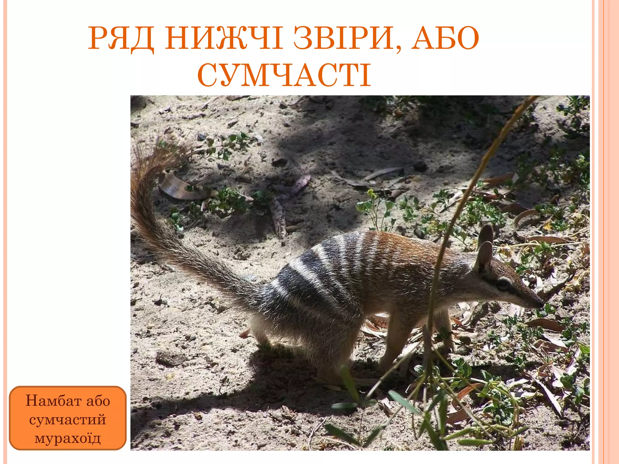 РЯД НИЖЧІ ЗВІРИ, АБО СУМЧАСТІ Намбат або сумчастий мурахоїд 