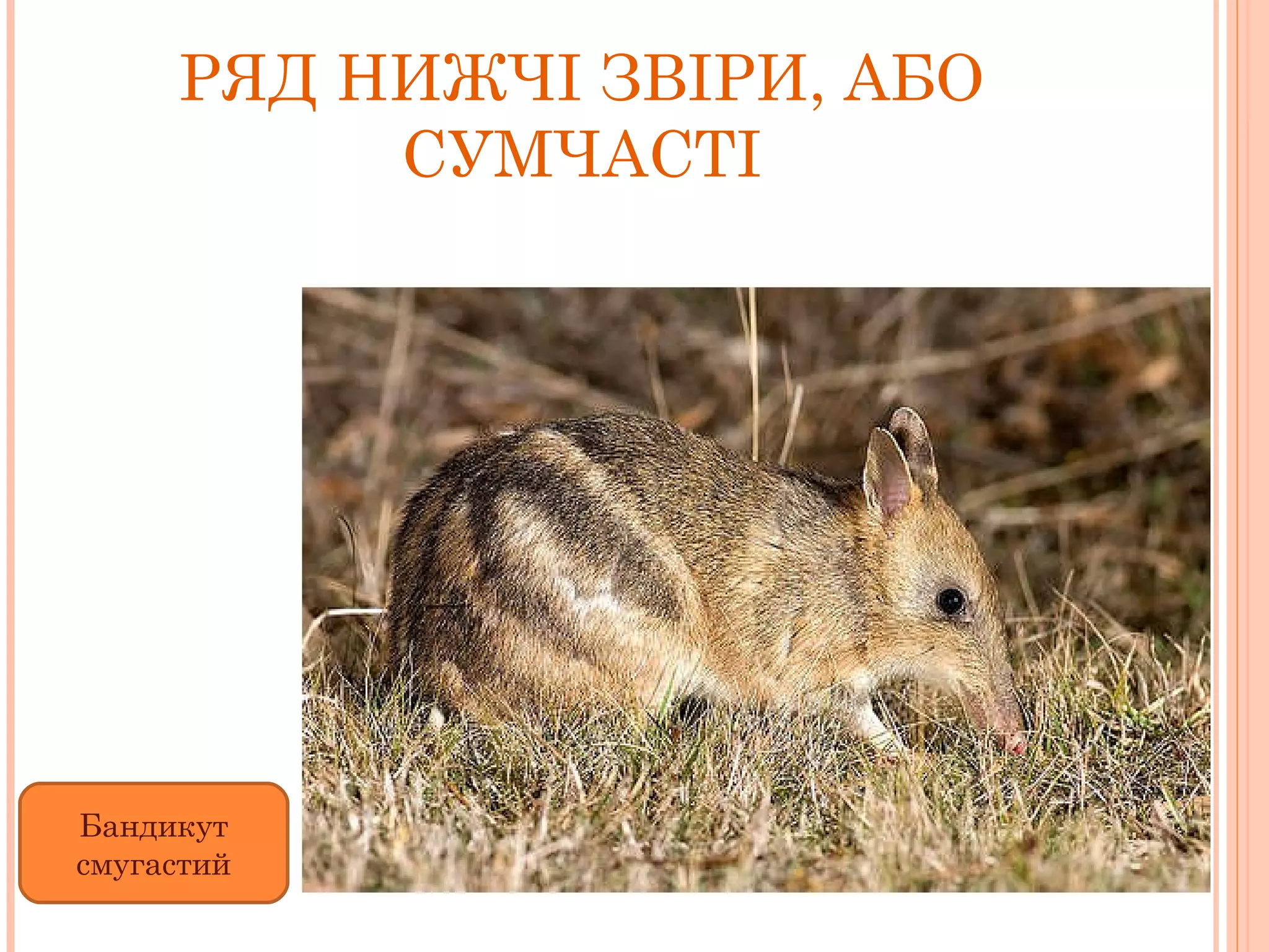 РЯД НИЖЧІ ЗВІРИ, АБО СУМЧАСТІ Бандикут смугастий 