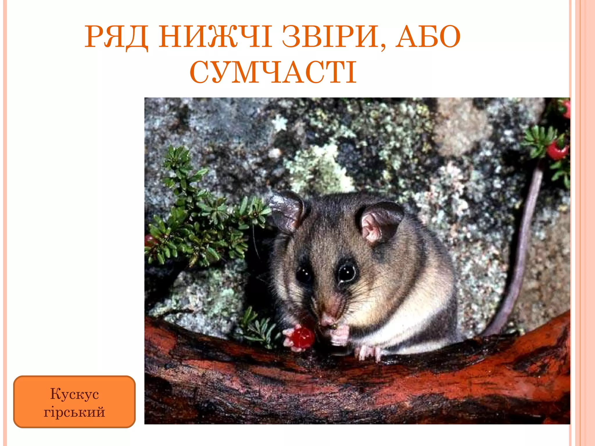 РЯД НИЖЧІ ЗВІРИ, АБО СУМЧАСТІ Кускус гірський 