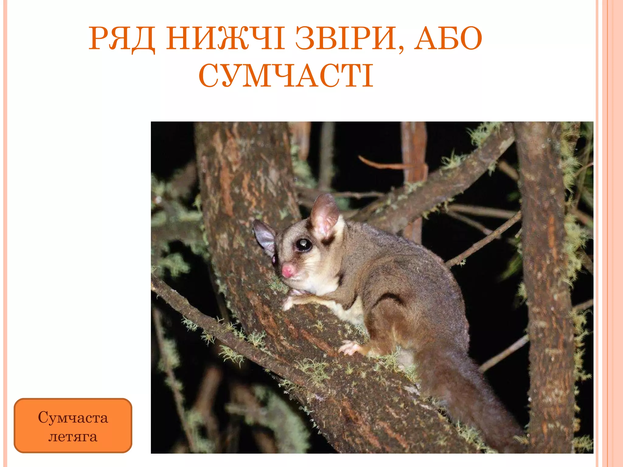 РЯД НИЖЧІ ЗВІРИ, АБО СУМЧАСТІ Сумчаста летяга 
