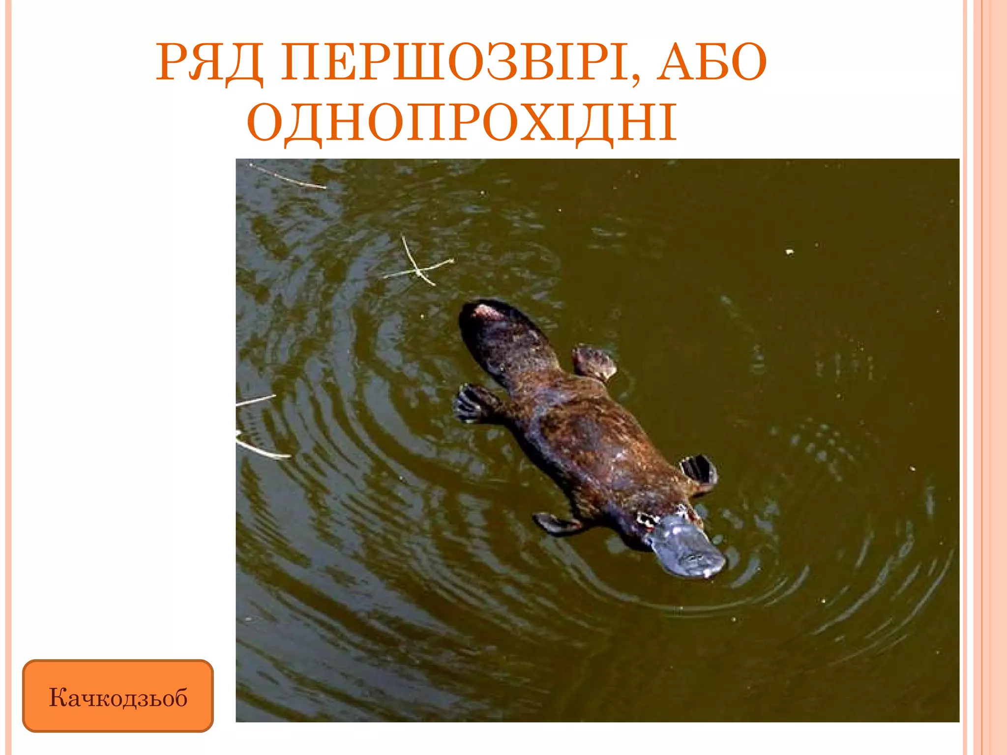 РЯД ПЕРШОЗВІРІ, АБО ОДНОПРОХІДНІ Качкодзьоб 