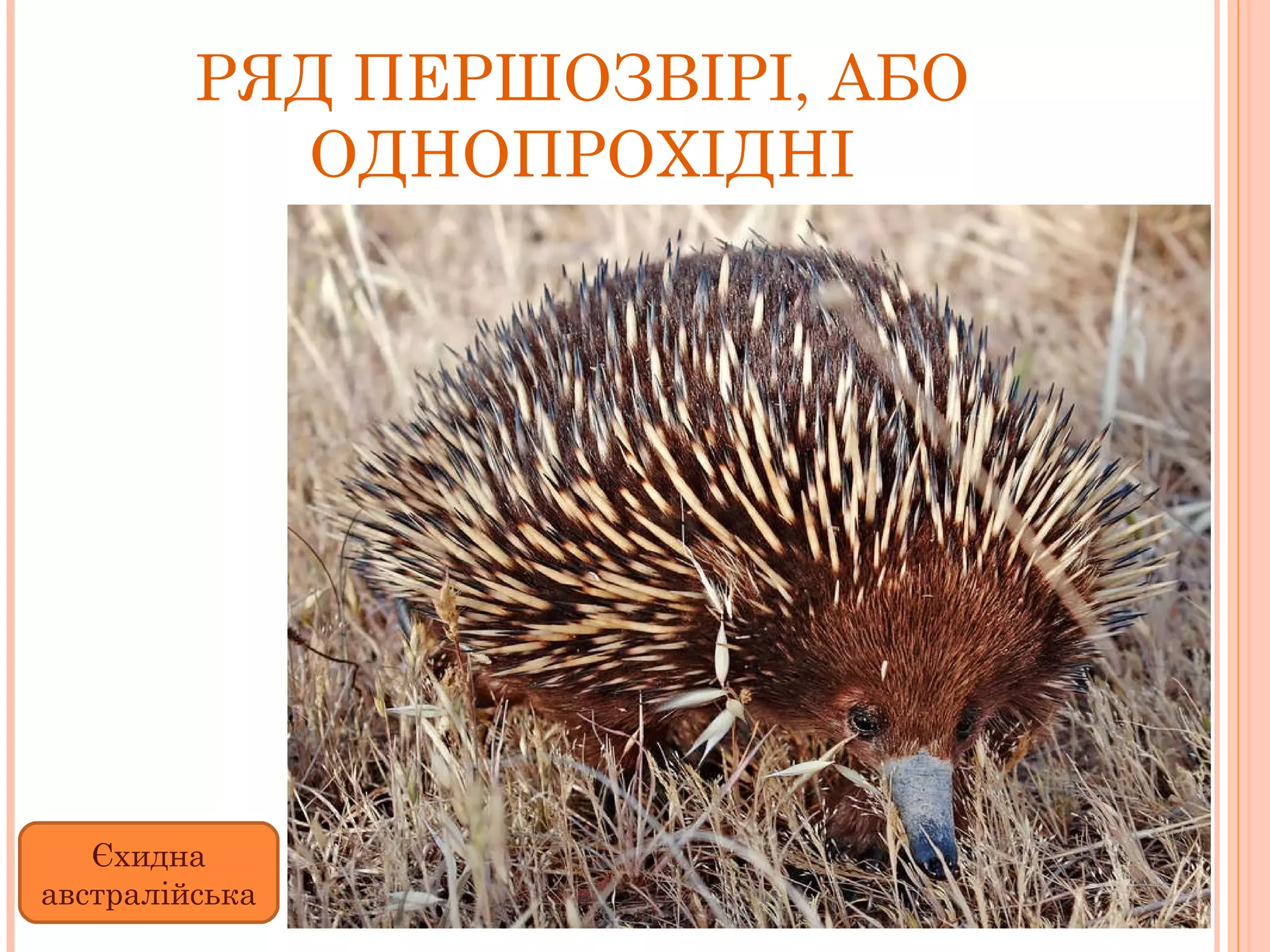 РЯД ПЕРШОЗВІРІ, АБО ОДНОПРОХІДНІ Єхидна австралійська 