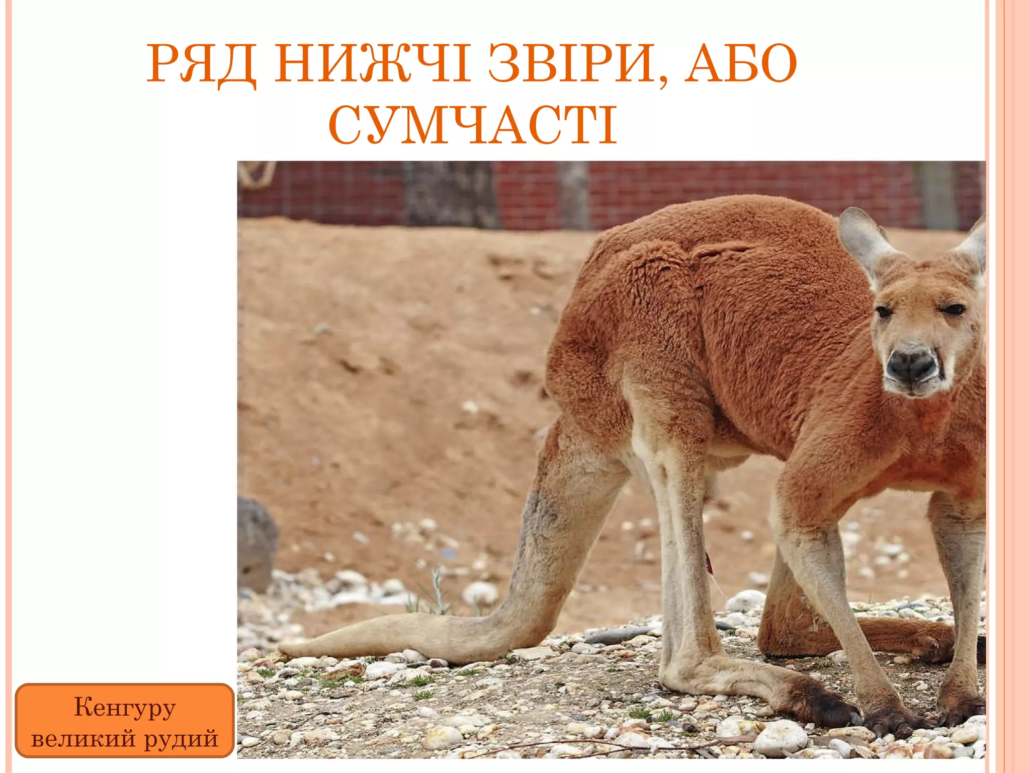 РЯД НИЖЧІ ЗВІРИ, АБО СУМЧАСТІ Кенгуру великий рудий 