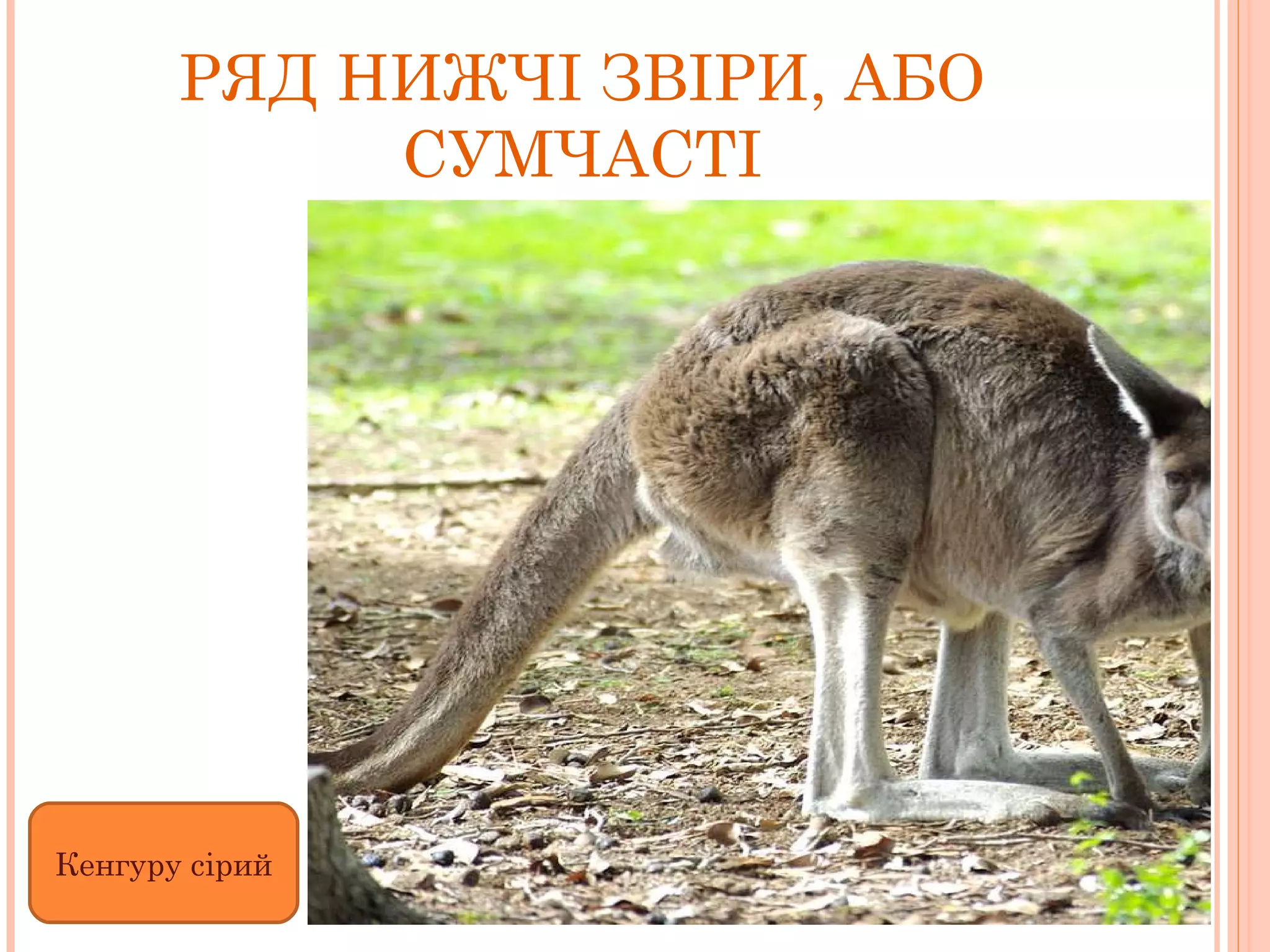 РЯД НИЖЧІ ЗВІРИ, АБО СУМЧАСТІ Кенгуру сірий 