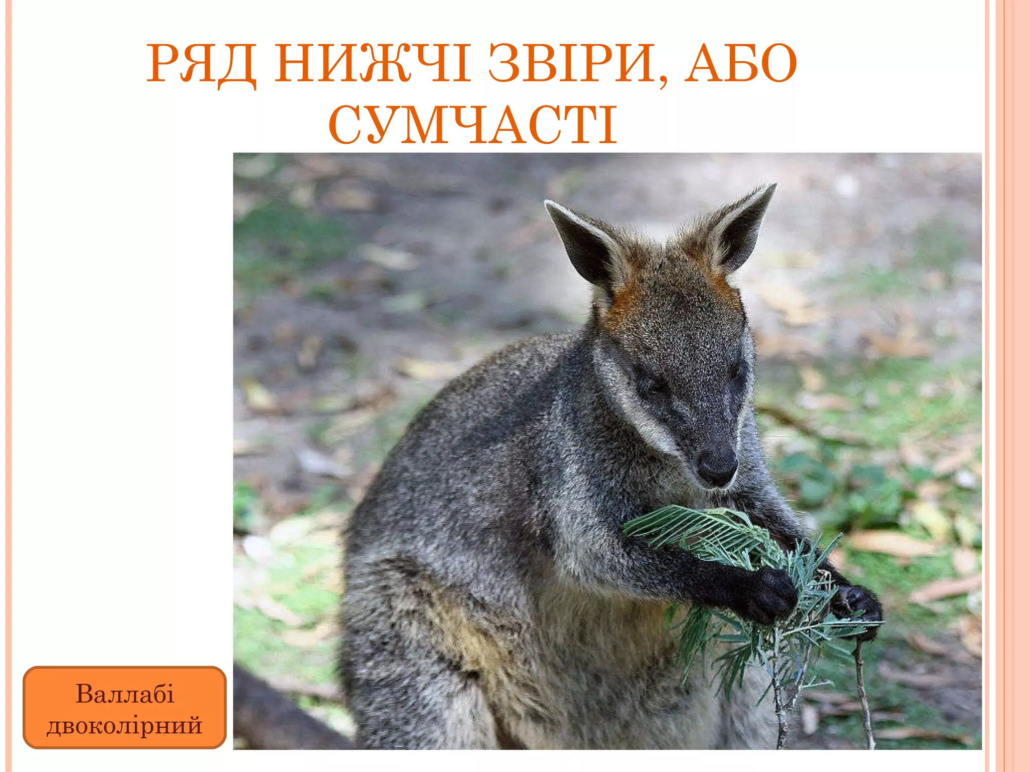 РЯД НИЖЧІ ЗВІРИ, АБО СУМЧАСТІ Валлабі двоколірний 