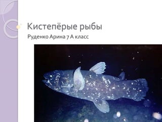 Кистепёрые рыбы
Руденко Арина 7 А класс
 