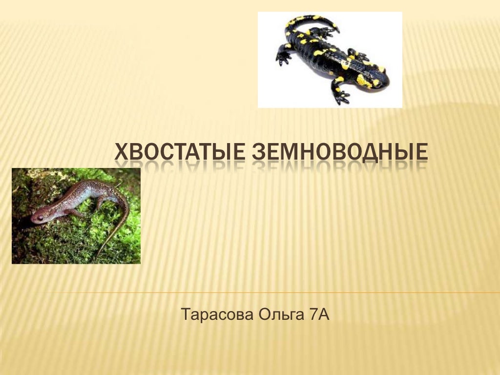 Класс амфибии отряд хвостатые. Хвостатые примеры. Класс амфибии отряд хвостатые. Отряд хвостатые земноводные. Хвостатые земноводные представители.