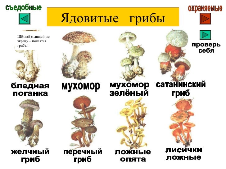фото съедобные и ядовитые грибы онлайн фото съедобные и ядовитые грибы