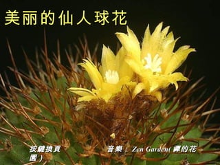 按鍵換頁  音樂： Zen Garden( 禪的花園） 美丽的仙人球花 