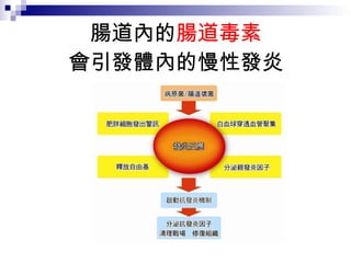 腸道內的 腸道毒素 會引發體內的慢性發炎 
