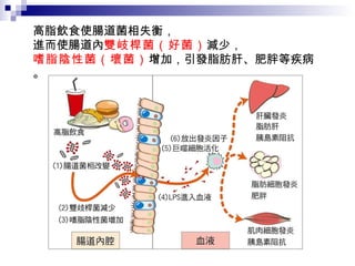 高脂飲食使腸道菌相失衡， 進而使腸道內 雙岐桿菌（好菌） 減少， 嗜脂陰性菌（壞菌） 增加，引發脂肪肝、肥胖等疾病。 