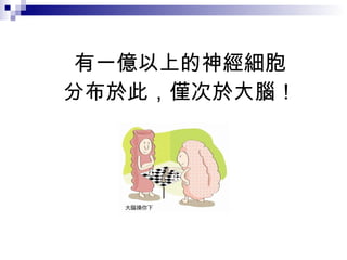 有一億以上的神經細胞 分布於此，僅次於大腦！ 