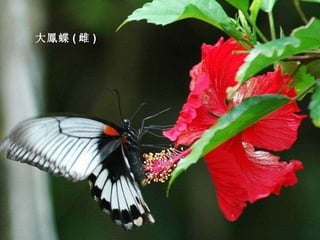 大鳳蝶 ( 雌 ) 