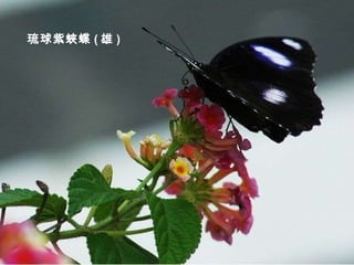 琉球紫蛺蝶 ( 雄 ) 