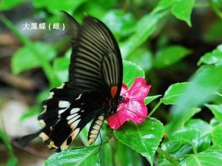 大鳳蝶 ( 雌 ) 