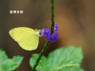 臺灣黃蝶 
