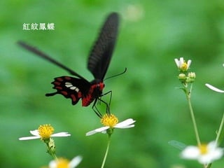 紅紋鳳蝶 