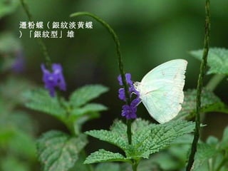遷粉蝶 ( 銀紋淡黃蝶 ) 「銀紋型」雄 