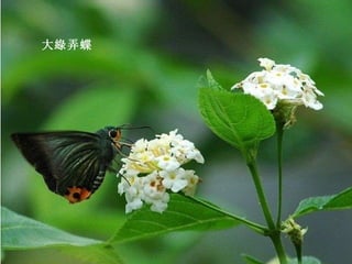 大綠弄蝶 