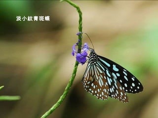 淡小紋青斑蝶 