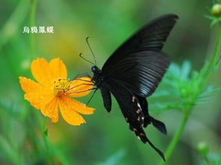 烏鴉鳳蝶 