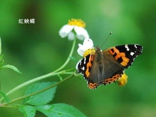 紅蛺蝶 