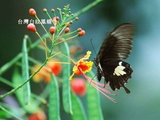 台灣白紋鳳蝶 