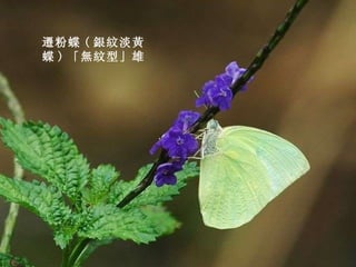 遷粉蝶 ( 銀紋淡黃蝶 ) 「無紋型」雄 