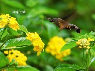 長喙天蛾 