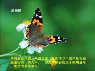 紅蛺蝶 四周群山环绕，气温稳定，又因溪谷中盛产适宜蝴蠂生衍的「铁刀木」，因此彩蝶谷就成了蝴蝶避冬、繁殖的最佳地点。  