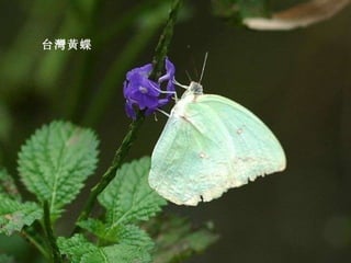 台灣黃蝶 